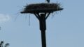Storch am Nachbarhof