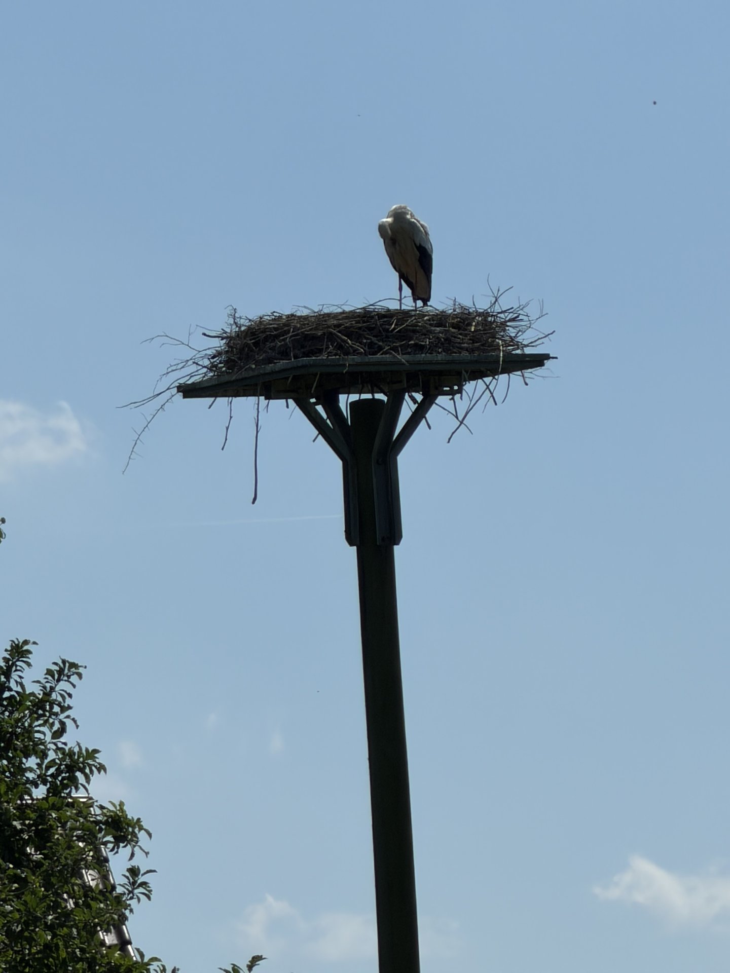 Storch am Nachbarhof